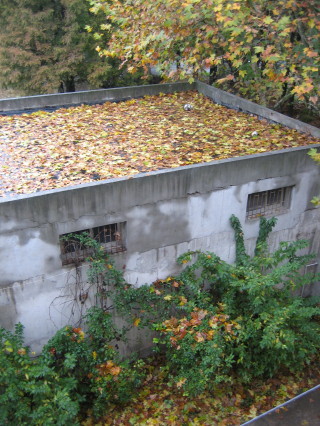 Autumn Colours from Kitchen