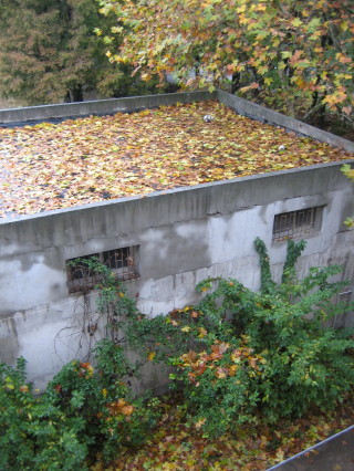 Autumn Colours from Kitchen