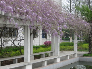 Wisteria Blossom