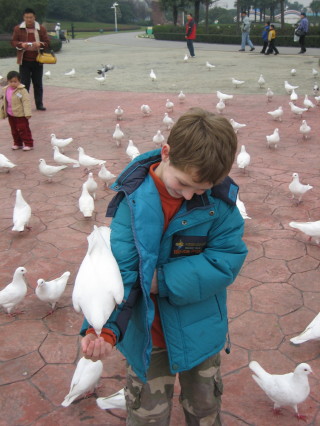 Feeding Pigeons