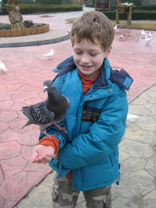 Feeding Pigeons
