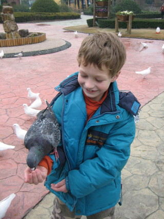 Feeding Pigeons