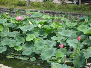 Mochou Lake - Water Lillies
