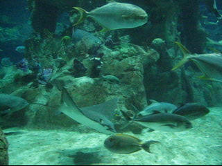 Ocean Park Aquarium (4 storeys high)