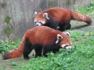 Red Pandas