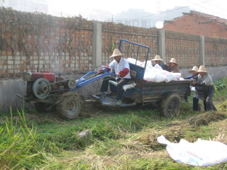 Rice bags on the tractor