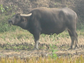 Buffalo