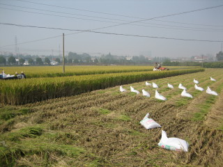 Rice Havest