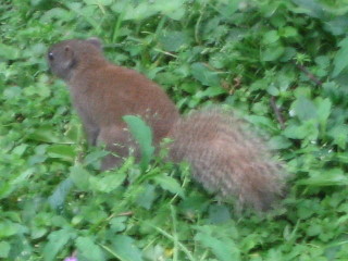 Hammy the Squirrel