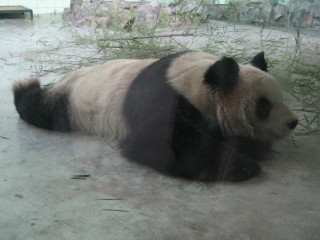 Giant Panda